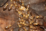 unidentified termites