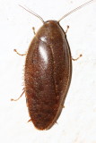 Cockroach, Epilampra sp. (Blaberidae)