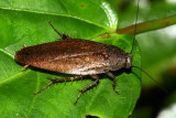 Forest Roach, Epilampra cf. (Blaberidae: Epilamprinae)