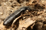 Tasgius melanarius
