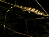 Banded Tree Anole, Anolis transversalis (Polychrotidae)