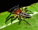 Jumping Spider, Colonus sp. (Salticidae: Gophoini)