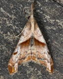 Dark-spotted Palthis, Hodges#8397 Palthis angulalis