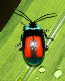 Leaf Beetle, Aspicela bourcieri (Chrysomelidae)