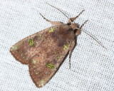 Owlet Moth (Noctuidae)