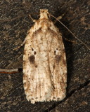 Agonopterix canadensis Hodges#0878, family Elachistidae