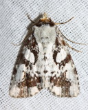 Owlet Moth, Condica sp. (Noctuidae)