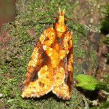 Leafroller Moth, Paramorbia sp. (Tortricidae: Tortricinae)