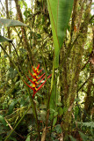 Heliconia burleana