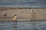 Platalea Leucorodia / Lepelaar / Eurasian Spoonbill