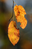 Herfstkleuren