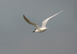 Thalasseus sandvicensis / Grote Stern / Sandwich tern