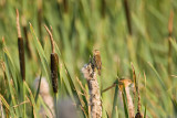 Acrocephalus schoenobaenus / Rietzanger / Sedge warbler