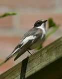 Ficedula hypoleuca / Bonte Vliegenvanger / European Pied Flycatcher