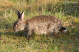 Oryctolagus cuniculus / Konijn / Rabbit