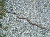 Anguis fragilis / Hazelworm / Slow Worm