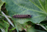 Araschnia levana / Landkaartje / Map Butterfly