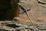 Podarcis muralis / Muurhagedis / Common Wall Lizard