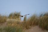 Circus Aeruginosus / Bruine Kiekendief / Western Marsh Harrier