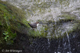 Cinclus cinclus / Waterspreeuw / Dipper