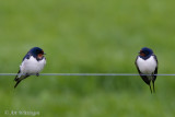Hirundo rustica / Boerenzwaluw / Barn swallow