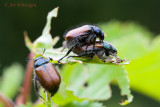 Phyllopertha horticola / Rozenkever / Garden chafer