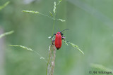 Pyrochroa coccinea / Zwartkopvuurkever / Black Headed Cardinal Beetle