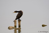 Phalacrocorax carbo / Aalscholver / Great Cormorant