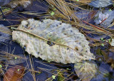 Leaf and Pine Needles Floating in Pond