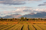 Farm fields in Mesilla framed by the Organ Mountains