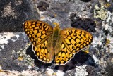 Northwest Fritillary