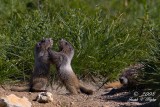 Hoary Marmots