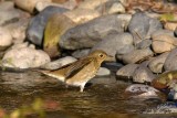 Swainsons Thrush