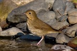Swainsons Thrush
