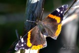 Red Admiral