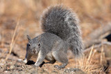 Western Gray Squirrel