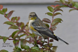 Yellow-rumped Audubons  Warbler