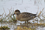 Green-winged Teal female