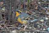 Varied Thrush female