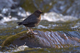 American Dipper