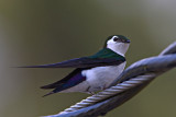 Violet-green Swallow