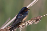 Barn Swallow
