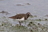 Black Turnstone