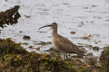 Whimbrel