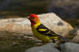 Western Tanager