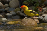 Western Tanager