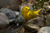 Yellow Warbler