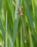 Lestes unguiculatus