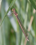 Lestes congener female