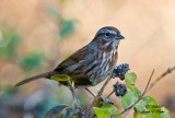 Song Sparrow